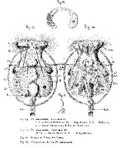 Ternetz, C (1892): Rotatorien der Umgebung Basels. Doctor 